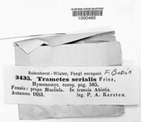 Neoantrodia serialis image